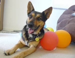 What Breed is My Dog?
